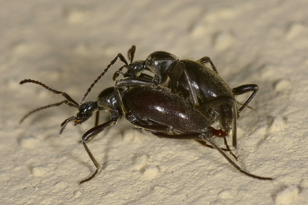 Scydmenidae: Palaeostigus heydenii e P. pilifer